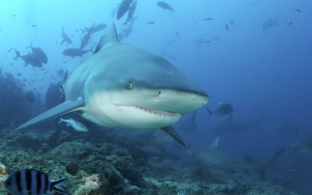 How to survive an encounter with the most abundant & aggressive shark family