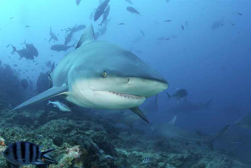 How to survive an encounter with the most abundant & aggressive shark family