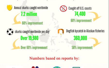 Shark Conservation Efforts